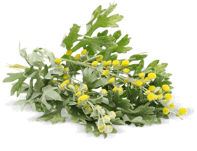 Hortelã - ingrediente eficaz