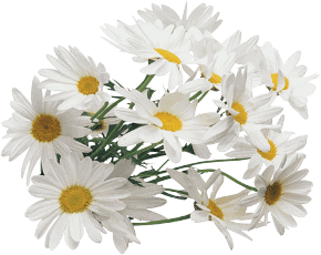 Flores naturais
